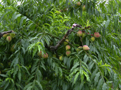 果实满仓迎客至！平远县八尺镇盛夏“丰”景扑面来
