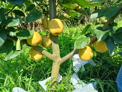 汁多甜脆！平远安南村蜜雪梨开摘啦，邀你品尝！