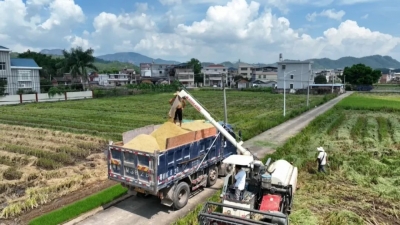 收获了，又种下了！平远稻谷金灿灿，夏收夏种正繁忙！