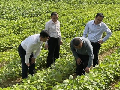 丰顺县黄金镇驻镇帮镇扶村工作队队长吴建发：探索“1+1+X”产业帮扶模式