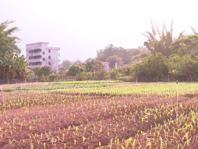 五华县转水镇：“三图作战法” 全力推进撂荒耕地复耕复种