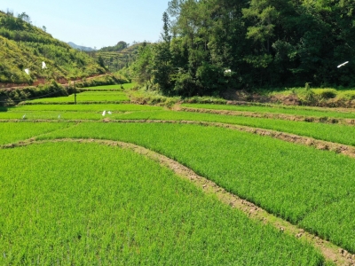 梅州市农业农村局：以工业化理念抓农业发展，激活乡村振兴内生动力