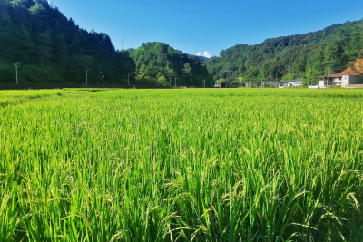 “十四五”以来我国粮食产量迈上新台阶，人均占有量达500公斤