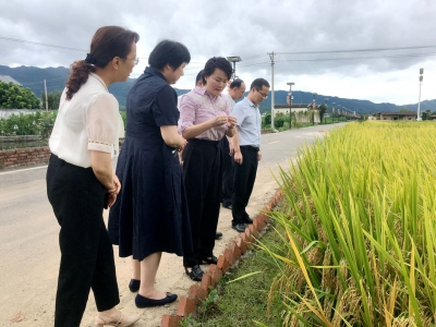曾碧玉到蕉岭县开展协商式民主监督调研：聚焦产业发展 推动乡村振兴