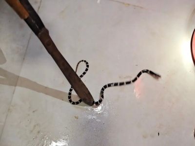 银环毒蛇夜闯民居 警察蜀黍闻“蛇”出动