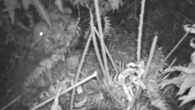 首次发现！“国宝”中华穿山甲现身梅州蕉岭长潭自然保护区