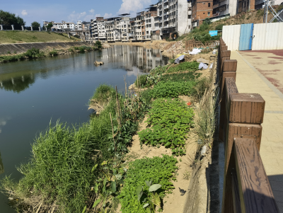 事事关心丨程江河河道变“菜园”，不美观还有异味！市民盼整治…