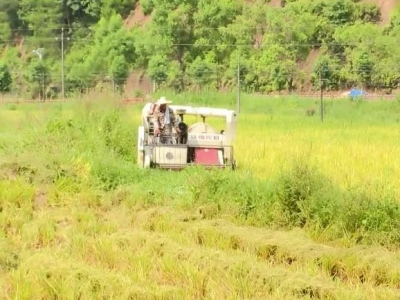 稻穗金黄，颗粒饱满！大埔这里的航天水稻丰收啦！