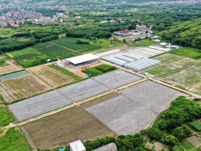 盘活乡村撂荒地，打造湾区“菜篮子”！丰顺县汤南镇政企合作发展特色蔬菜产业 