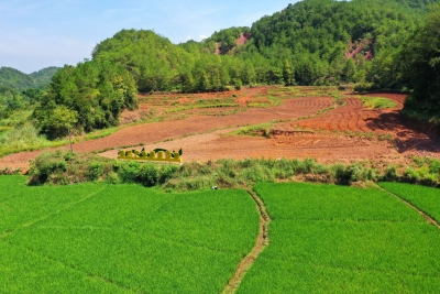 唤醒沉睡土地·激活振兴春水丨平远县热柘镇：连企带村 撂荒耕地变希望的良田