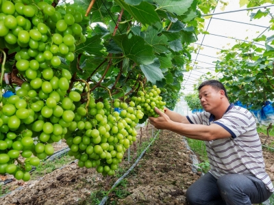 紧跟总书记 奋进新征程·非凡十年丨梅州：大力实施乡村振兴战略，蹄疾步稳跑出“加速度”