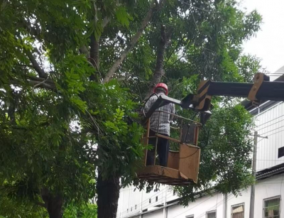 事事关心丨路树太茂密挡了灯光，园林部门高效修剪！