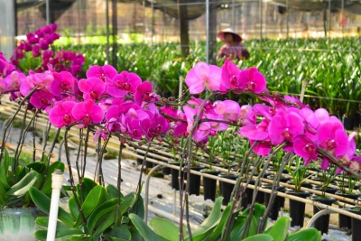 把党组织建在产业上！梅江区进一步织密筑牢乡村组织体系加快发展乡村富民产业