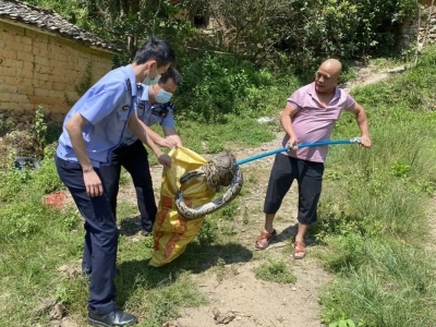 得人畏！五华一村民家中惊现40斤大蟒蛇“吃鸡”
