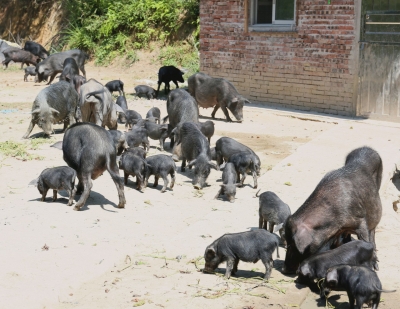 他毅然辞职，返乡创业养猪，闯出大好“钱景”→