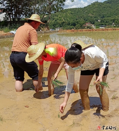 梅江区江南育才小学杨瑞蒲丨第一次插秧