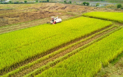 紧跟总书记 奋进新征程 · 非凡十年丨“藏粮于地、藏粮于技”！梅州粮食生产实现连年丰产增收
