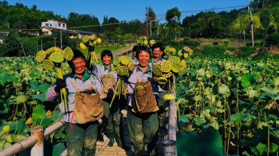 撂荒地上结出“幸福果”！平远泗水梅畲村，莲子丰收了！