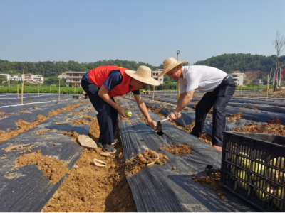 五华县梅林镇：发展精品蔬菜种植，助力产业振兴！