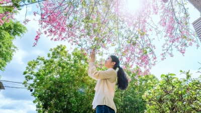 满树粉黛盎然，秋日樱棉怒放！