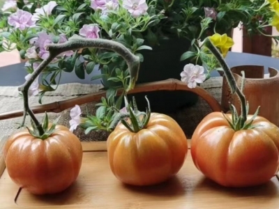 闲来无事读《诗经》