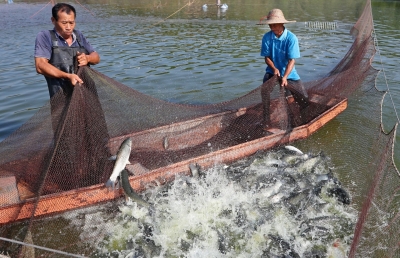 起鱼咯！梅江区“客都草鱼”，丰收咯！