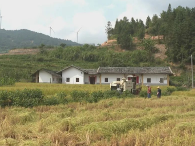 丰产增收喜人心！平远县泗水镇1300亩高禾稻开割啦~