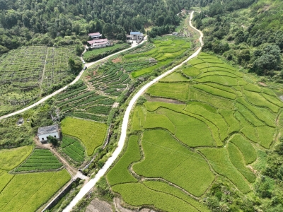 党员带头认领“一亩田”！蕉岭广育村这些荒地“活了”！