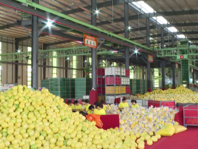 又到柚果飘香时，大埔甜蜜“柚”惑即将登场！