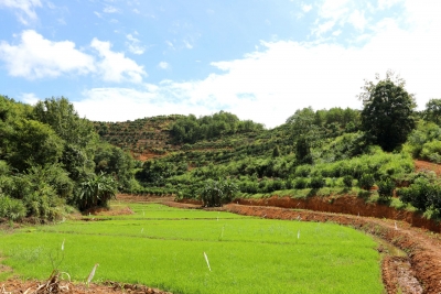“一村一策”齐推进！梅县区城东镇掀起撂荒地复耕复种热潮