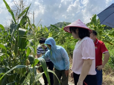 一户一方案！丰顺县汤坑镇驻镇帮镇扶村工作队“量身定做”助农增收好方法