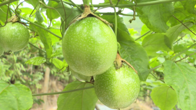 盘活“沉睡”地，结出累累硕果！平远这里的致富“黄金果”丰收啦~