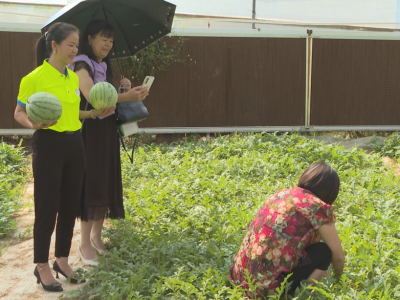 西瓜香瓜地里话丰收！走，我们一起去蕉岭三圳采摘吧~