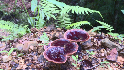 “挣钱、顾家、自身发展”三不误！大埔“林下经济”美了生态富了口袋