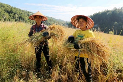 金秋稻浪 荒地生金！平远县泗水镇梅畲村龙颈梯田喜迎丰收