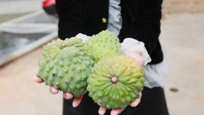 百亩释迦果，丰收~