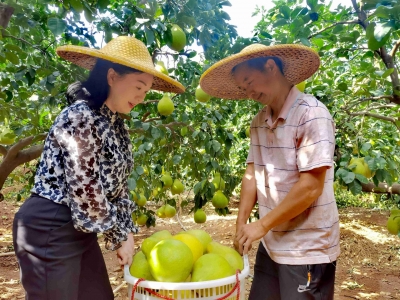 劳动创造幸福丨“夫妻档”返乡种柚逐梦乡村！来看他们的创业故事...