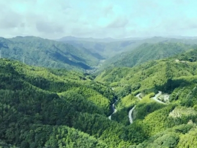 丰顺：厚植生态优势 推动林业高质量发展