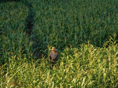 荒地焕生机 种出新景象！梅江区长沙镇多措并举推进撂荒地复耕复种