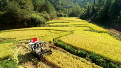 风吹稻浪谷飘香！平远高南村昔日撂荒地，今朝大丰收！