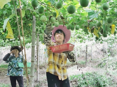 昔日撂荒地，今朝果飘香！平远大柘漳演村200亩罗汉果喜迎丰收