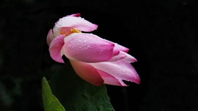 持续至11月底！“喜迎二十大·清廉润平远”廉洁文化作品展开展