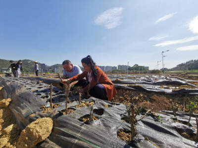 你听过“树仔菜”吗？五华县华城镇葵富村有40亩！