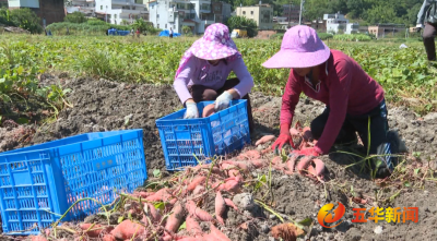 五华县市场监管局到梅州生长地监督检查省级种植标准化试点项目创建工作