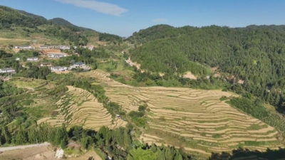 稻浪滚滚穗飘香！快看，平远这里“丰”景如画！