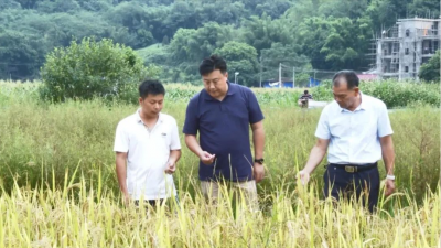 丰顺县广大干群接续奋斗推进乡村全面振兴 以实际行动为祖国献礼！
