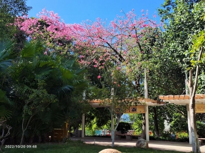 人生百态 | 潮音客语架爱桥