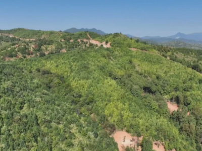 满山苍翠迎丰收！平远县约8000亩梅片树进入采收旺季