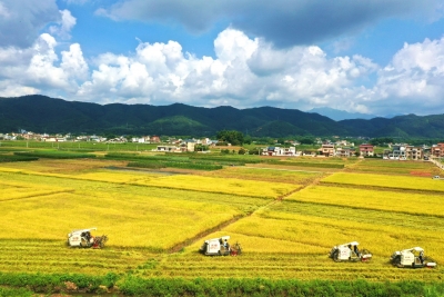 寿乡蕉岭·桂花