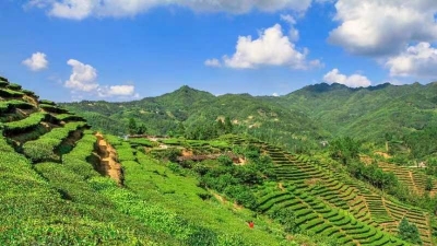 讲好“客家炒绿”故事！梅州“嘉应茶•客家炒绿”宣传口号征集活动来了